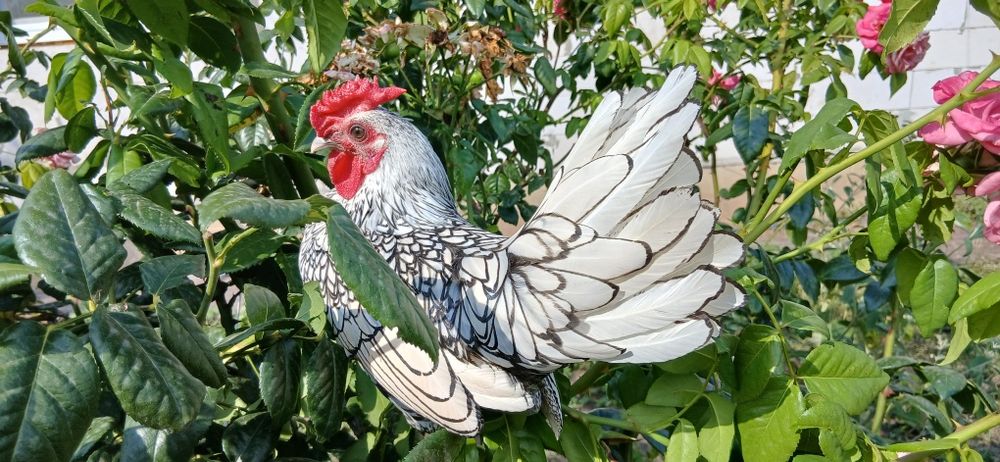 Продам півників Сібрайт Срібний