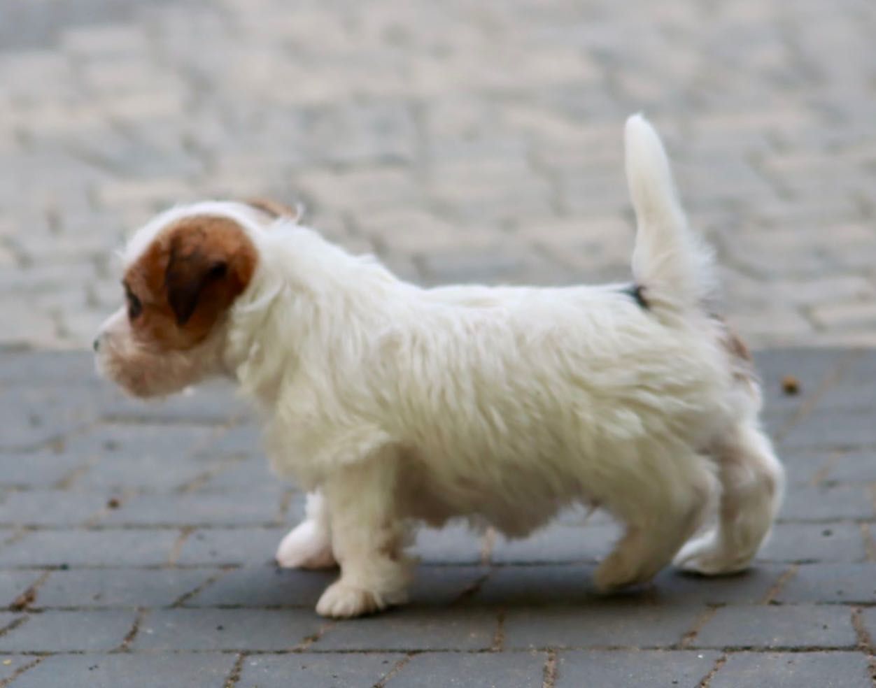 Jack Russell Terrier