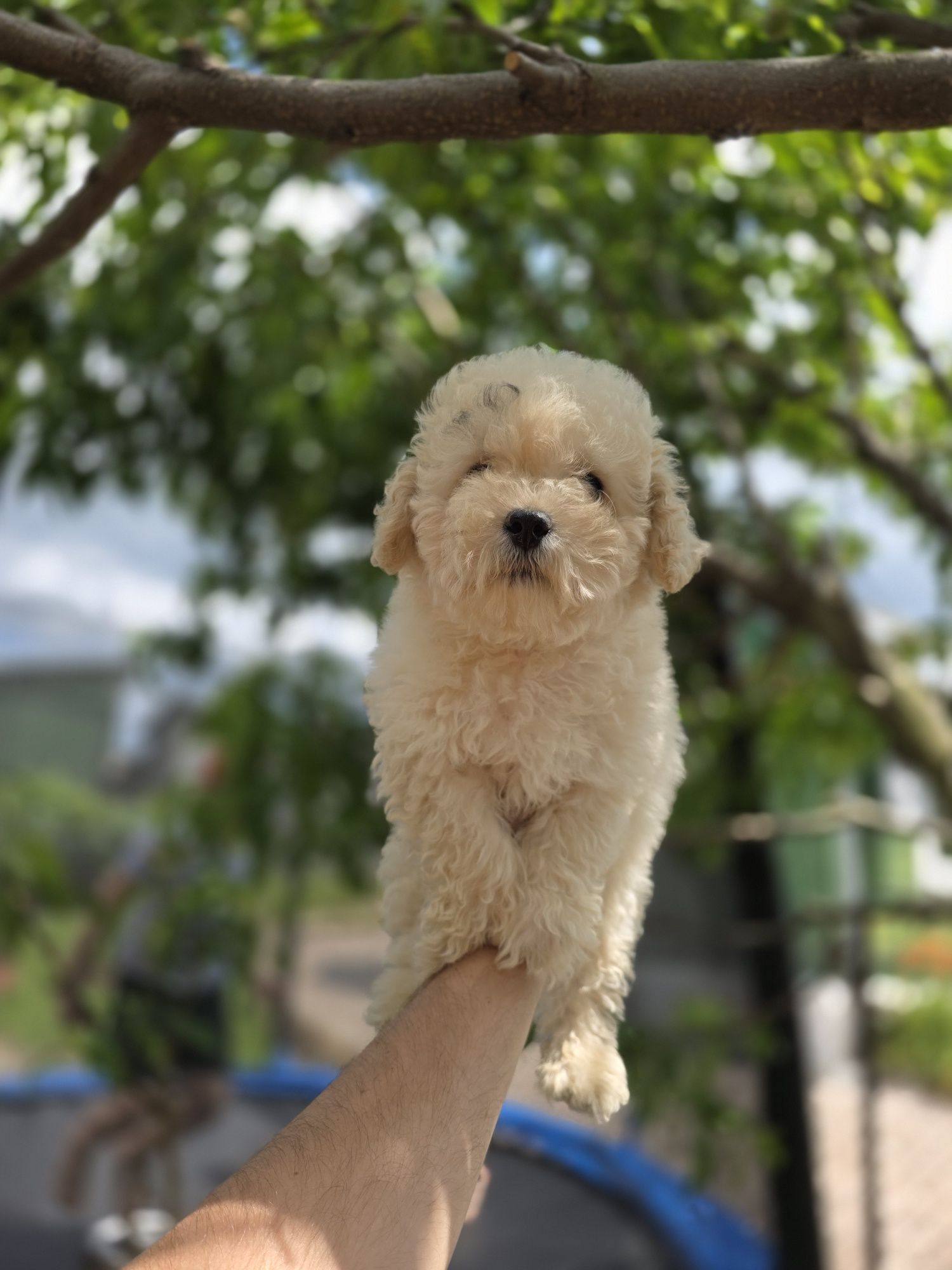 Maltipoo Bichpoo piesek f1