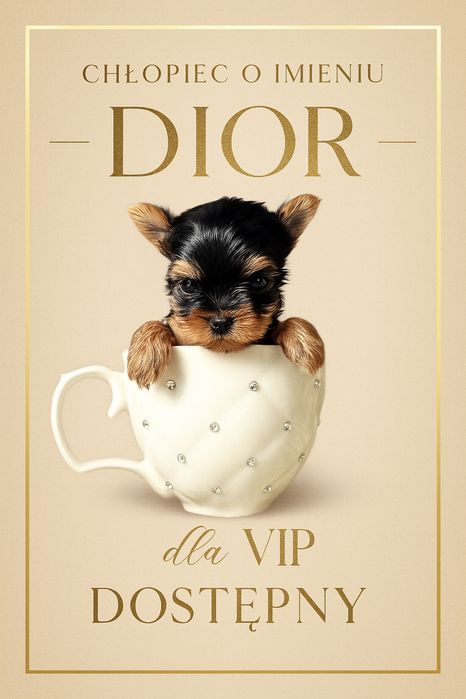 XXXXS Cudowny DIOR Miniaturka Drobnej budowy York