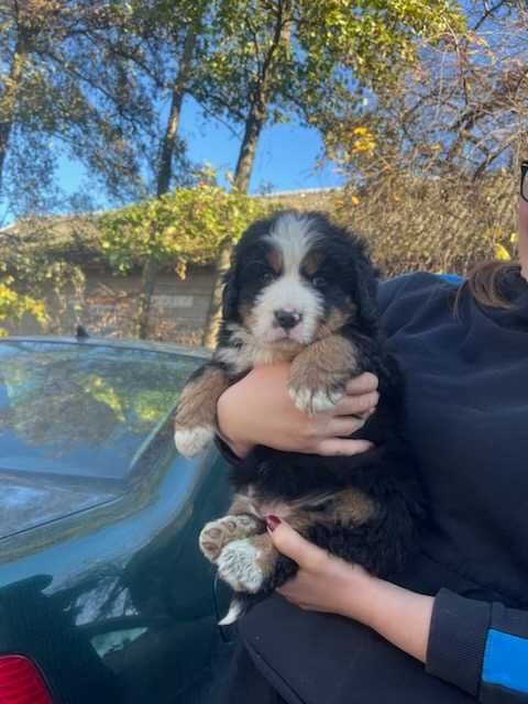 Berneński Pies Pasterski