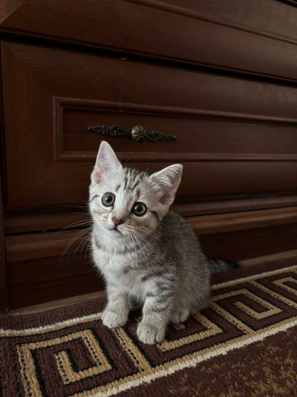 Шотландский прямоухий котёнок