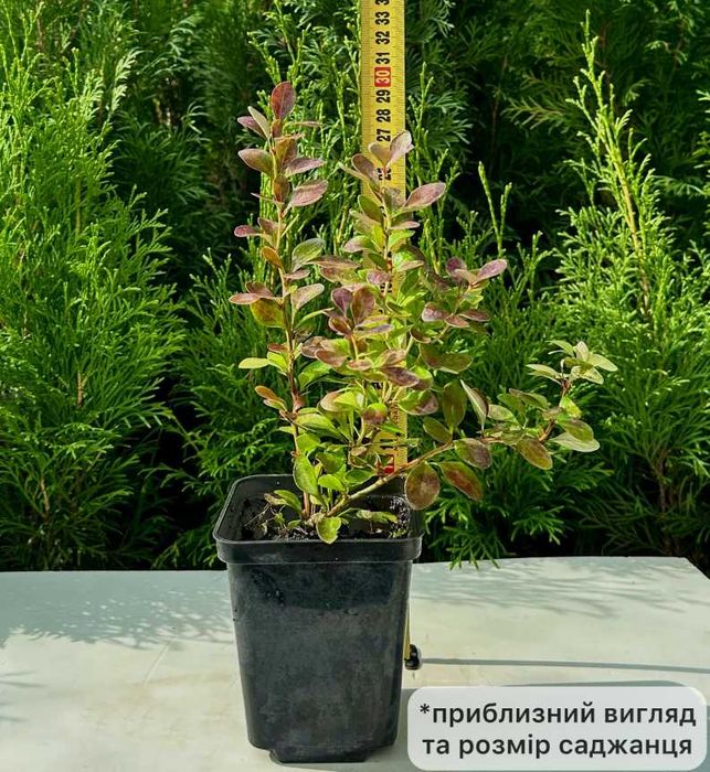 Саджанці барбарису Адмірейшн + Подарунок