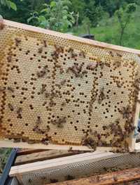 Rodziny pszczele ramka wielkopolska warszawska dadant