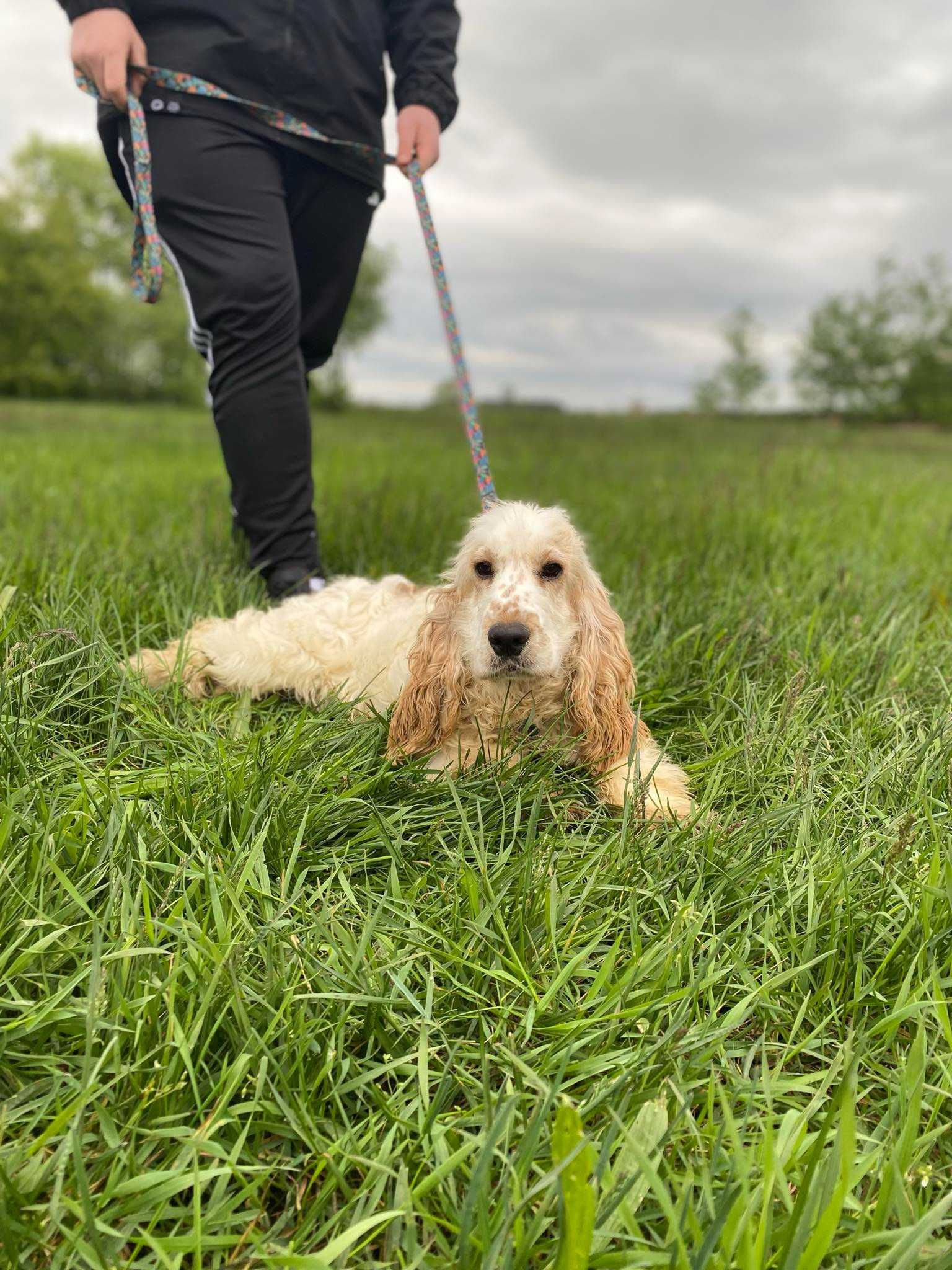 Piesek Cocker Spaniel