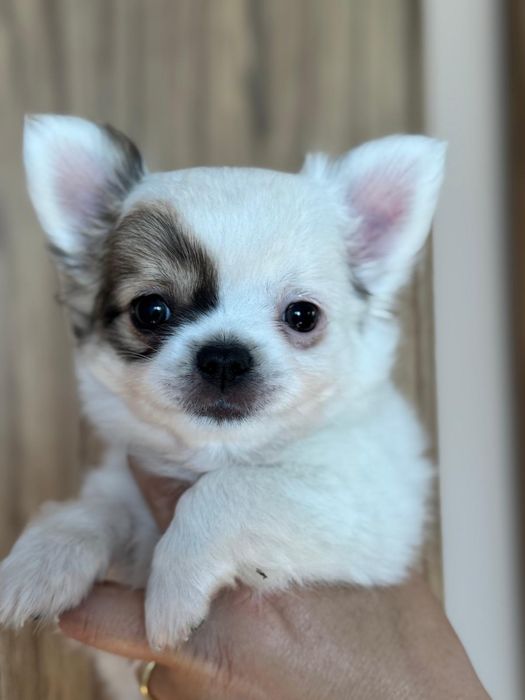 Długowłosy chihuahua