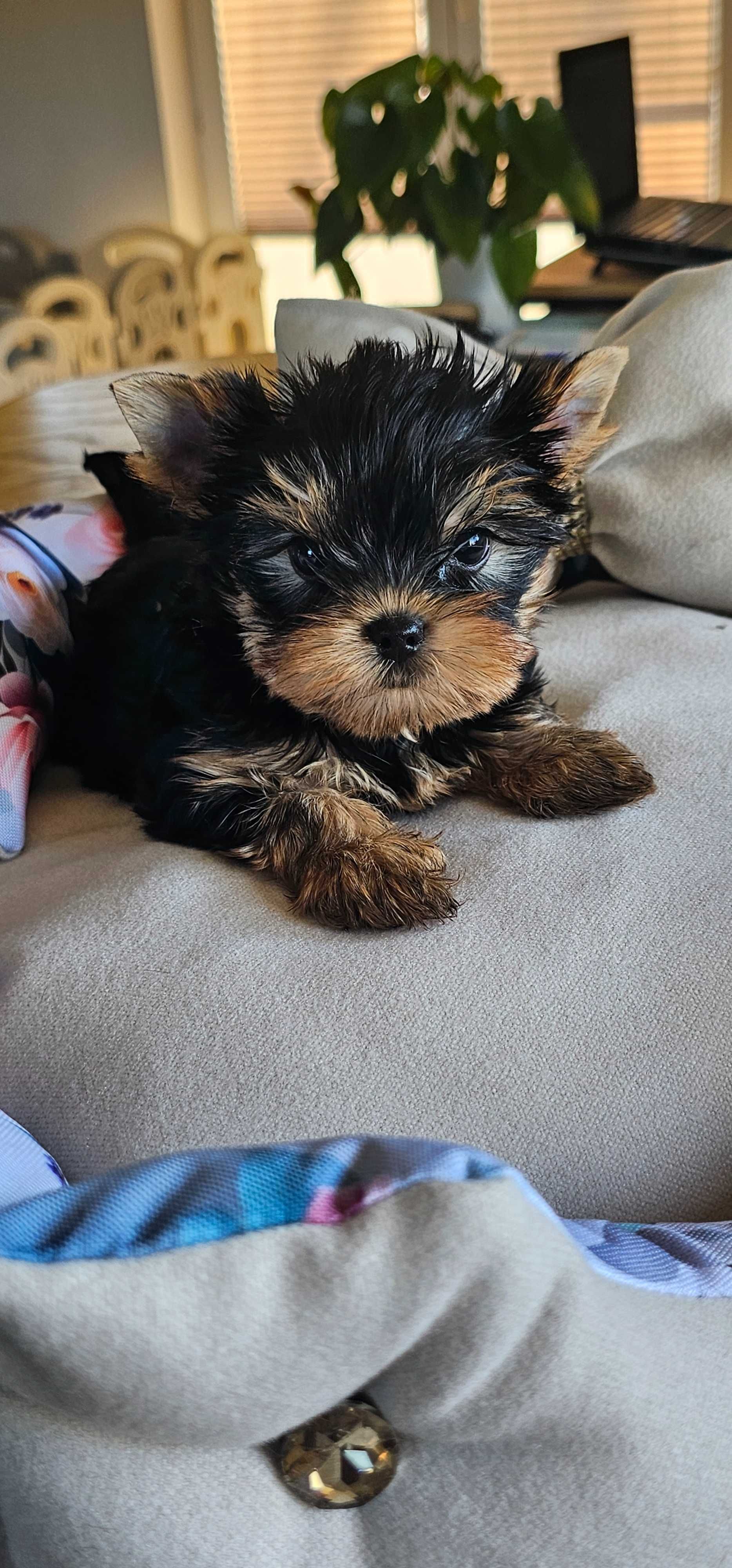 York yorkshire terrier  piesek z metryką ZKwP FCI