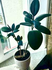 Ficus, fikus, figowiec 60 cm