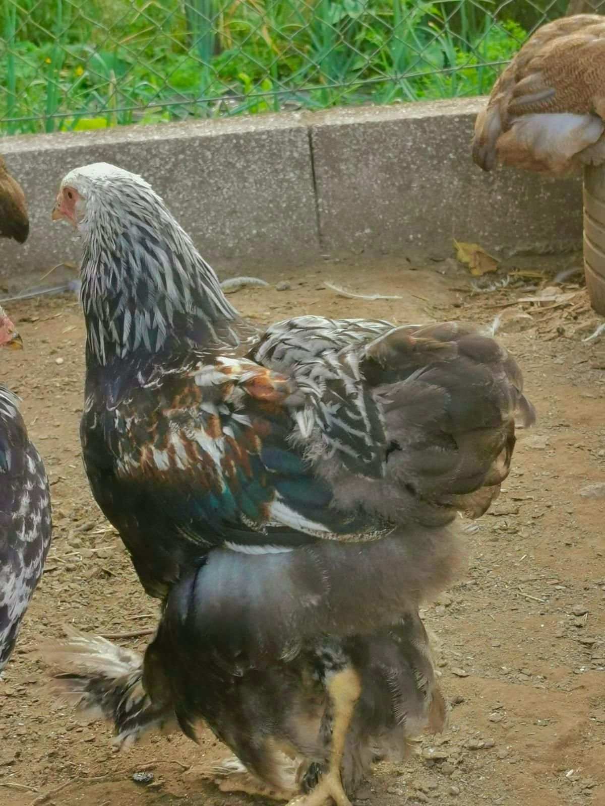 Brahmas pedriz dark