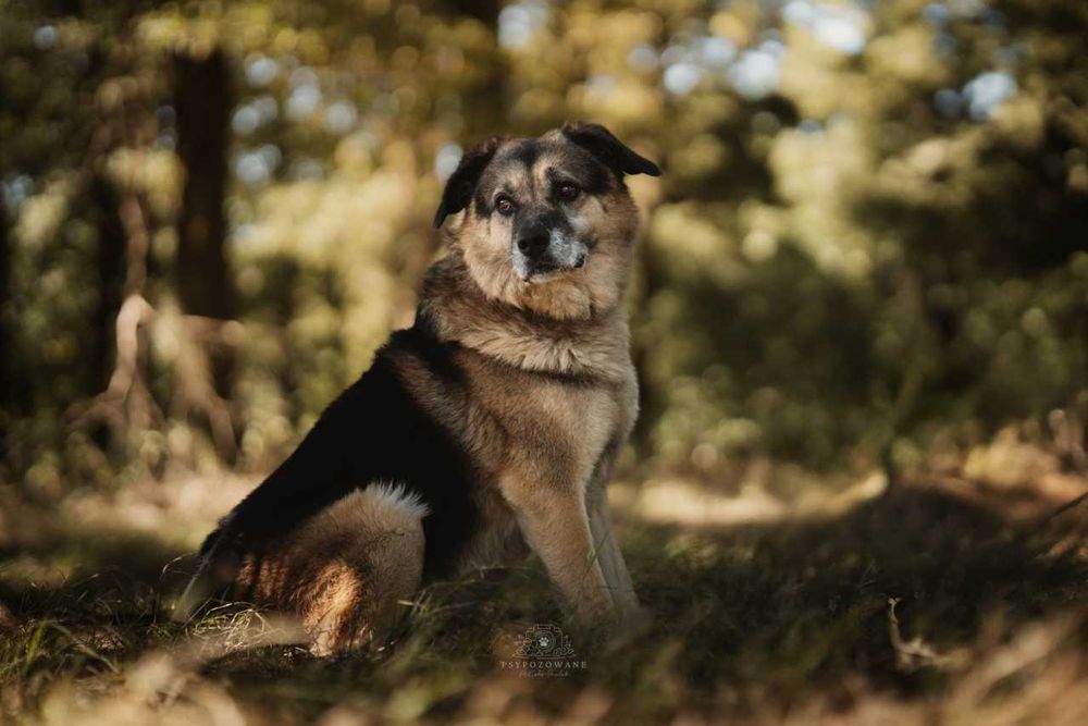 Hagi duży puchaty misiek czeka na dom ADOPCJA