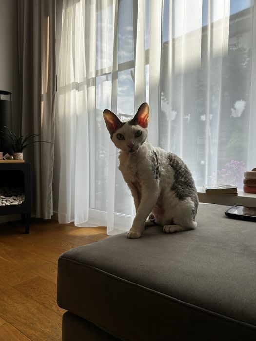 Devon Rex kot i kotka