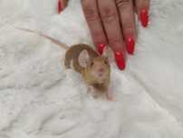 Mysz Dumbo Satine Gold (samica) MASSON