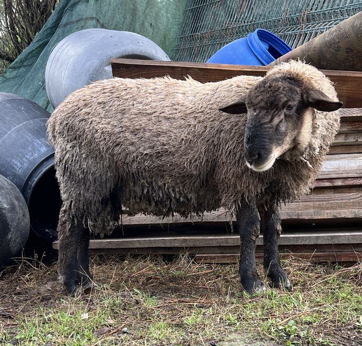 Carneiro com seis meses