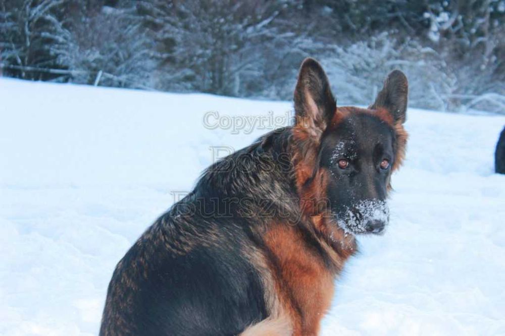 Owczarek niemiecki długowłosy potężny ZKwP/FCI