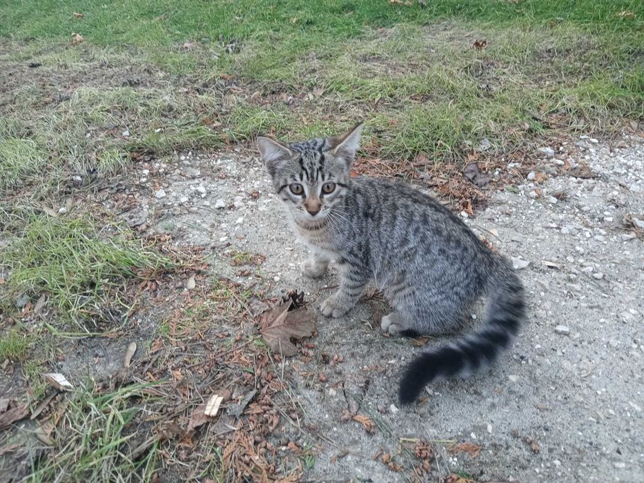 Młoda śliczna kotka rezerwacja