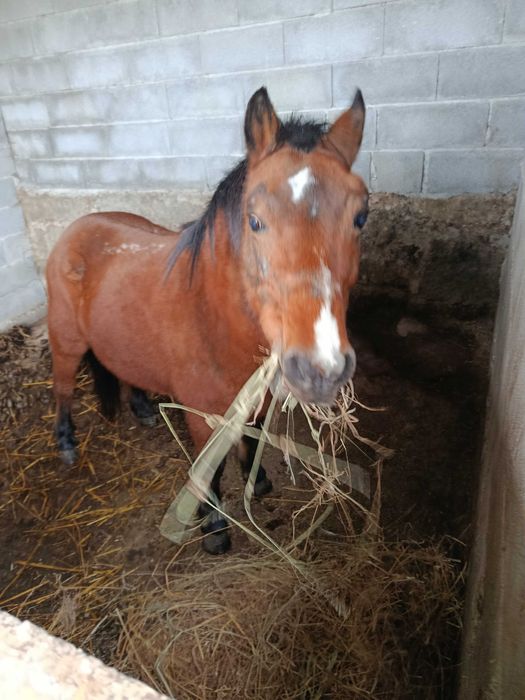 Égua pônei venda ou troco