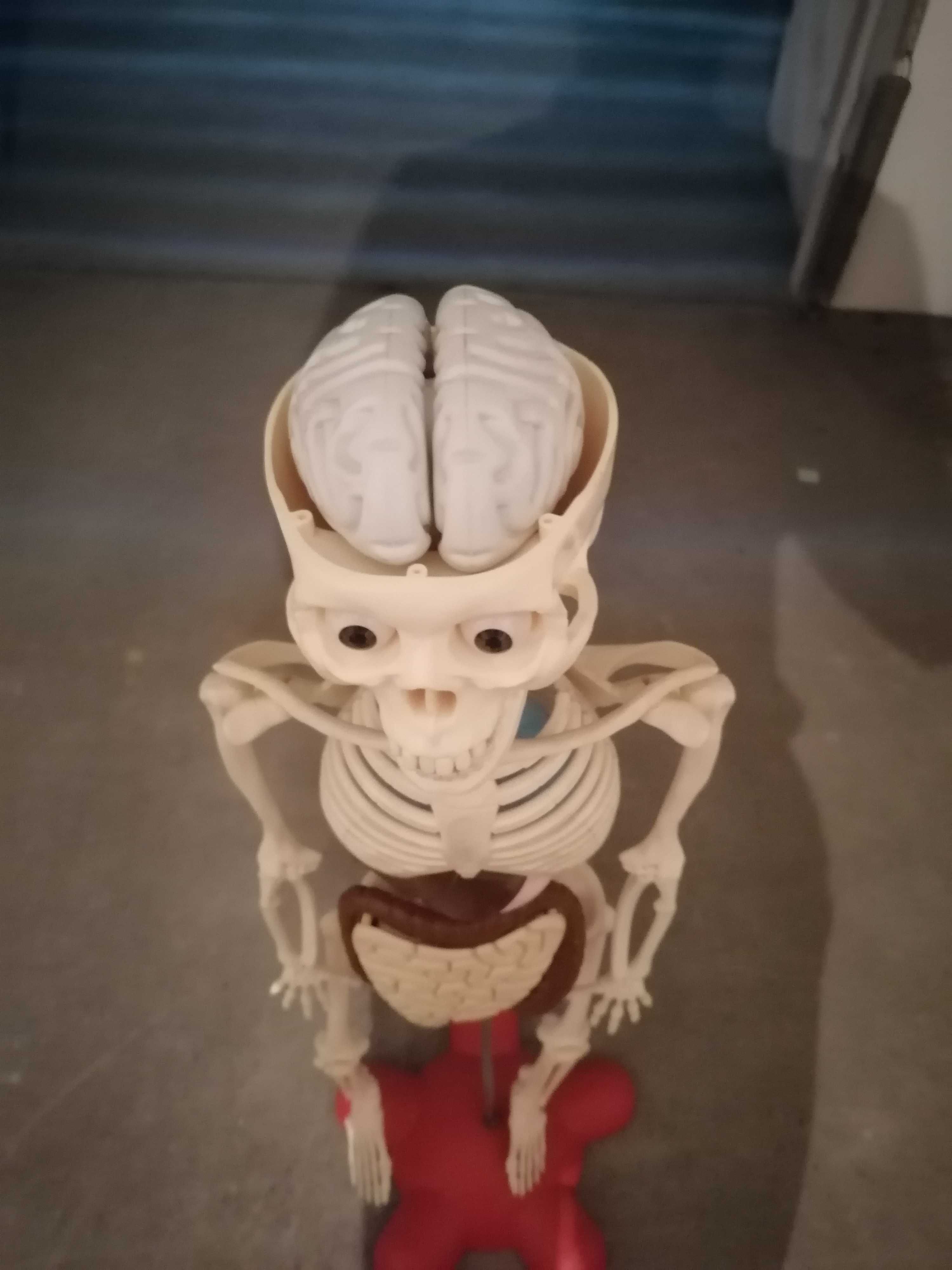 Esqueleto anatómico Coleção Corpo Humano
