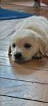 Golden Retriever Piesek gotowy do odbioru