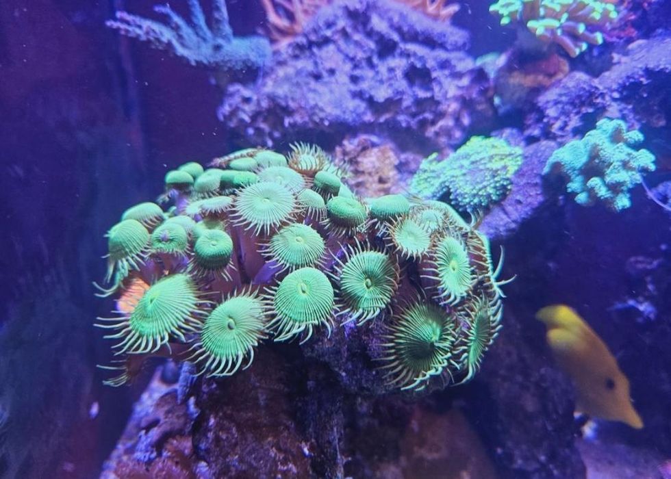 4 corais incluindo euphyllia de 3 cabeças