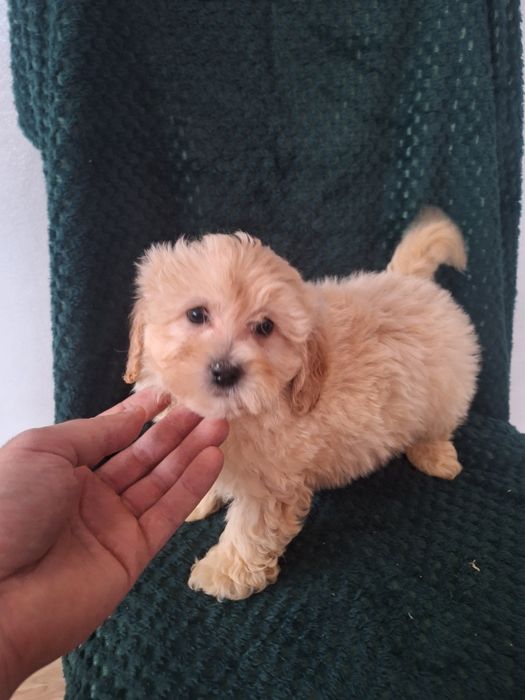 Maltipo-maltanczyk&pudel