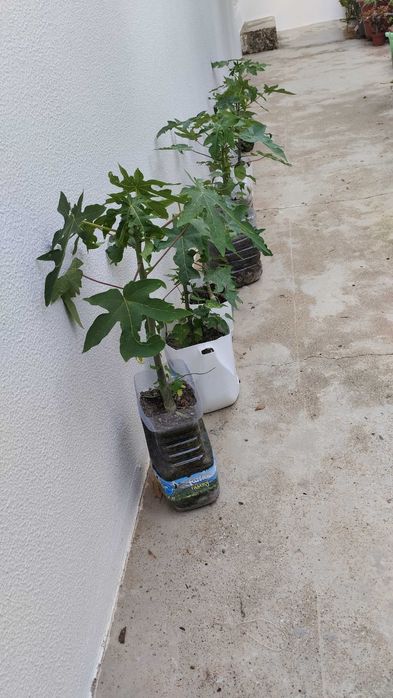 Lindas plantas de mamão