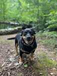 Nala gotowa do adopcji