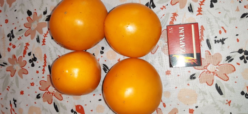 Nasiona pomidorów-zestaw