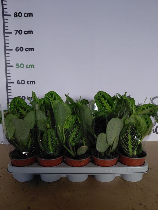 Maranta lemon lime, kolekcjonerska WYSYŁKA