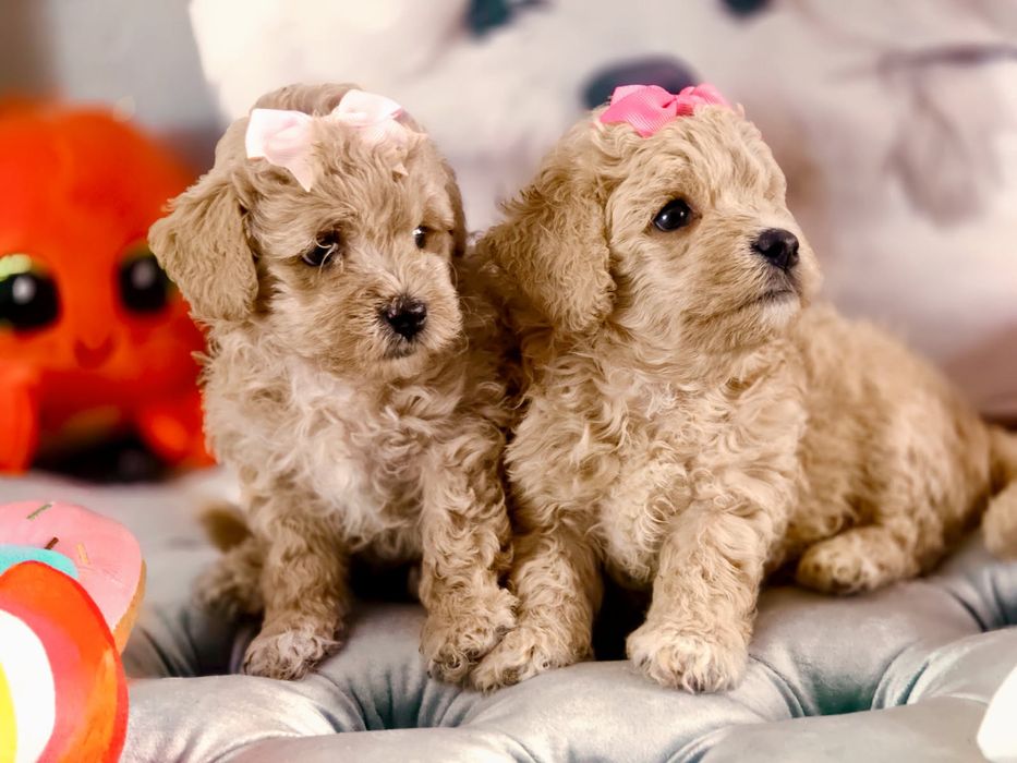 Maltipoo dziewczynka (suczka)