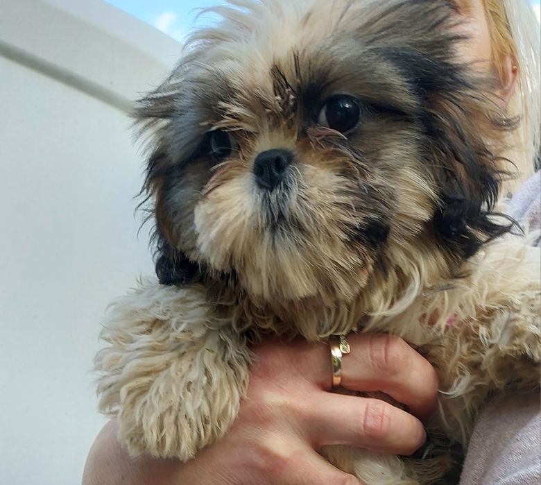 Szczeniak Shih tzu tricolor