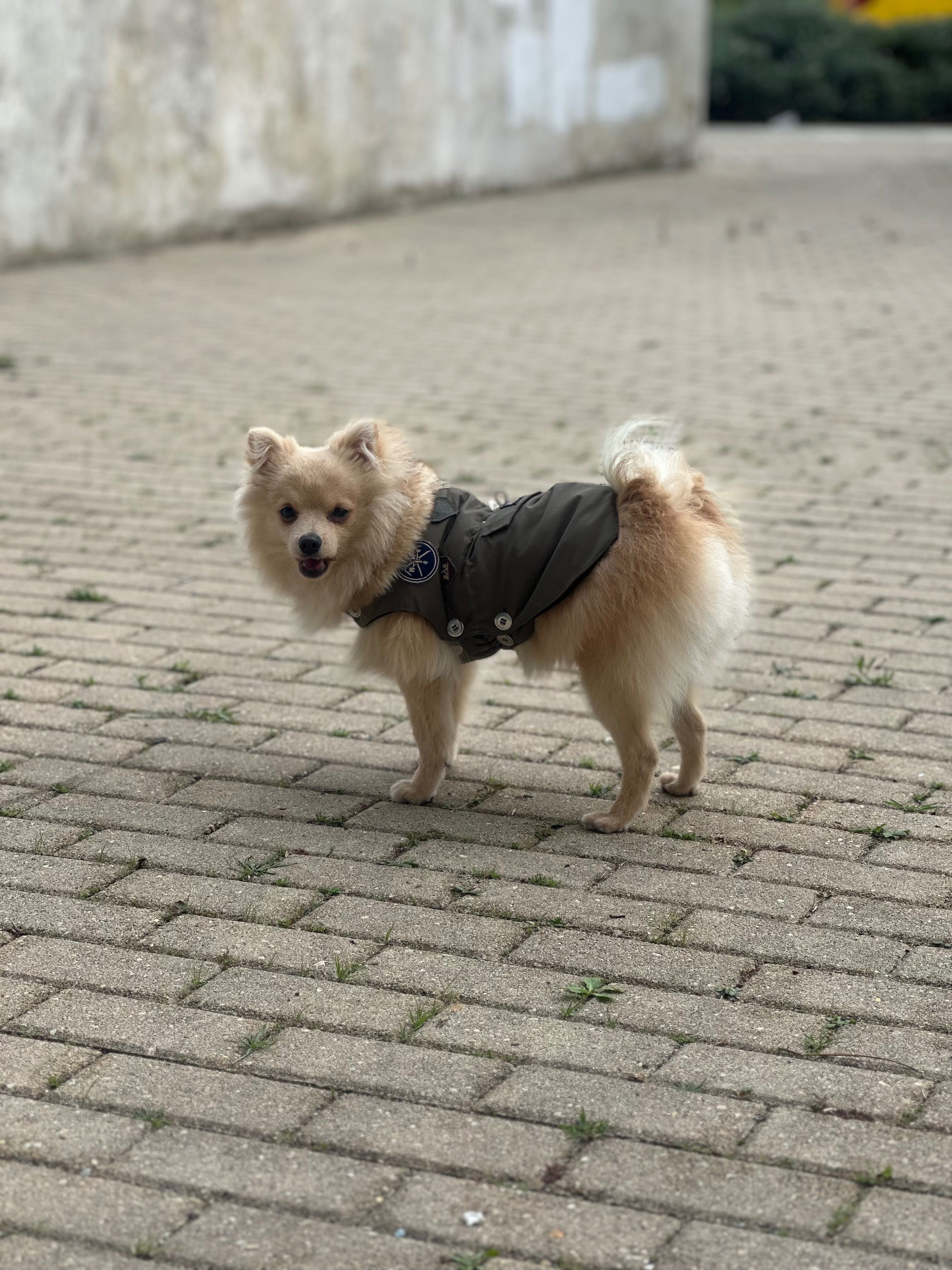 Lulu da Pomerania Procuro namorada