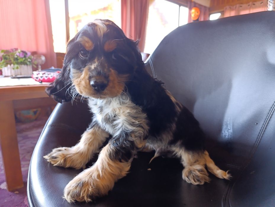 Cocker spaniel angielski.chlopak
