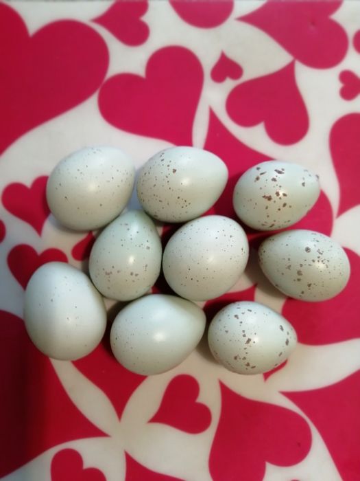 Перепела породи Целадон (Селадон)Селадони