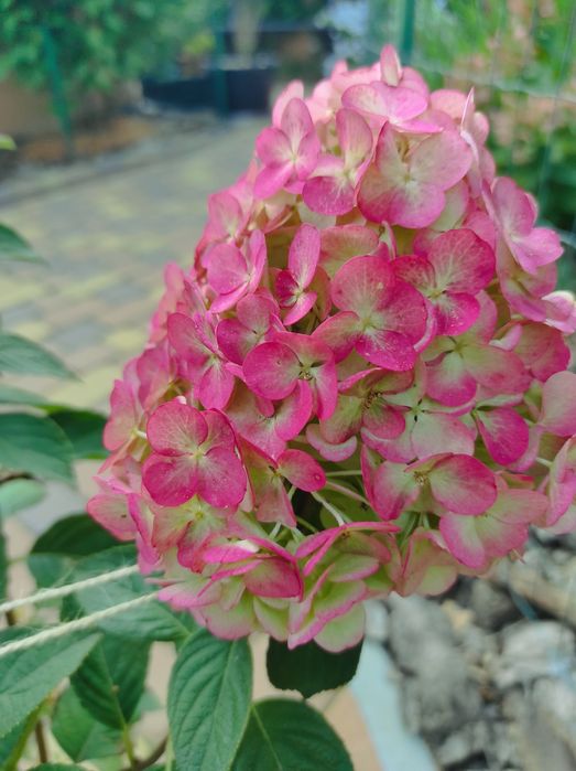 Гортензія Ренсам Фрамб.,Графіті ,Фрайз Мельба ,Лаймлайт,Пастель грін,