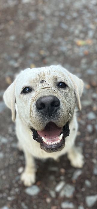 Лабрадор шукає наречену