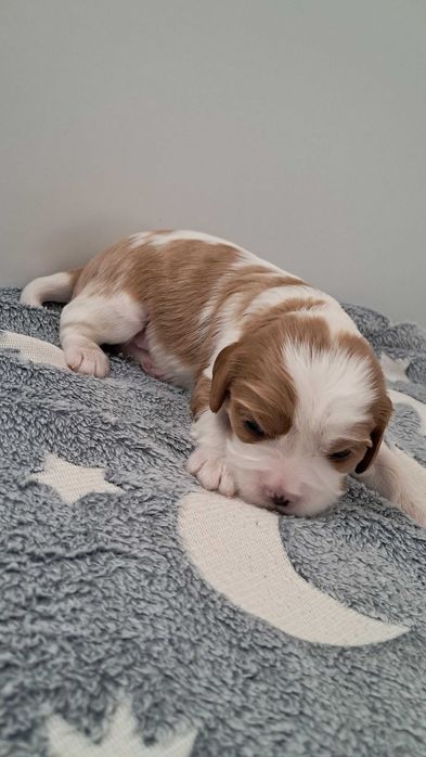 Sprzedam Cavalier king spaniel chłopiec