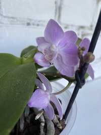 Орхідея Мультифлора, сортова орхидея