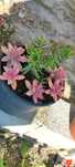 Planta suculenta