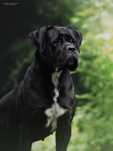 Cane Corso Hodowla KORD Wyjatkowe Molosy FCI