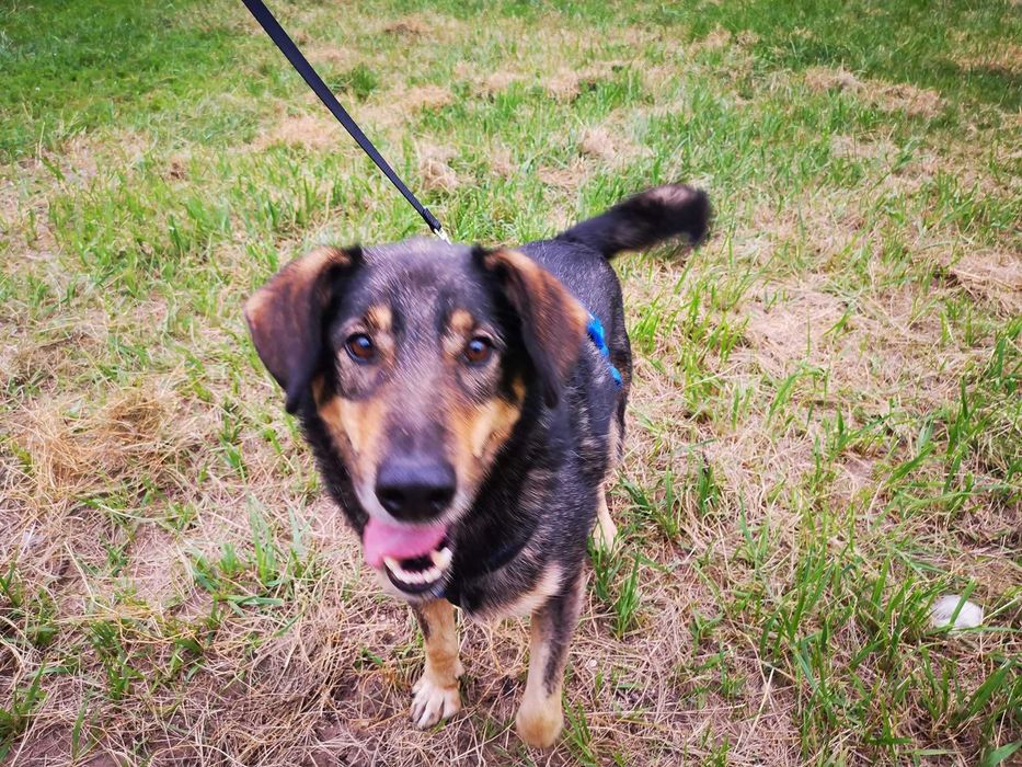 Uroczy Kundelek czeka na Ciebie