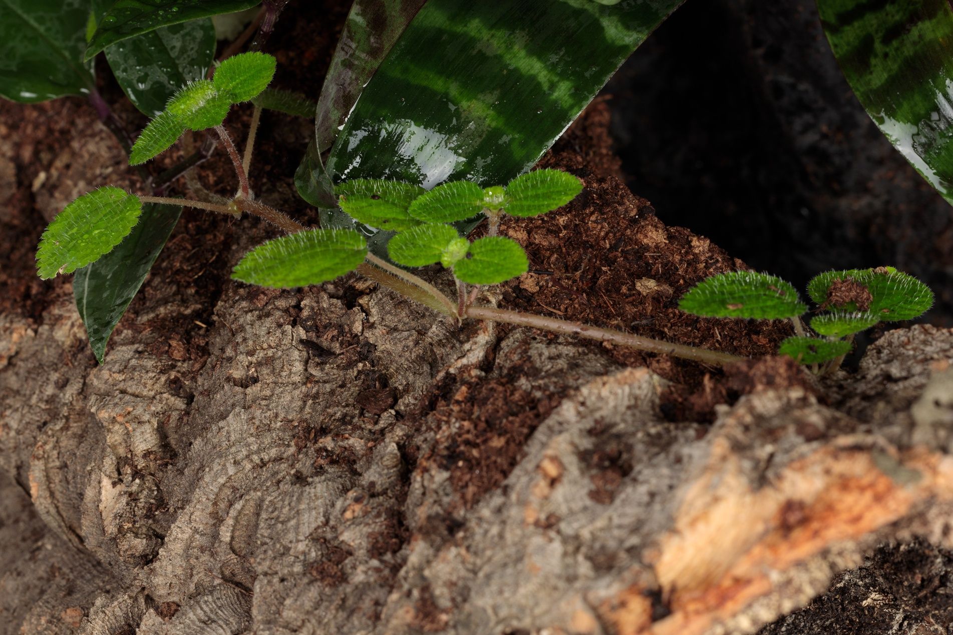 Terrarium tropikalne paludarium