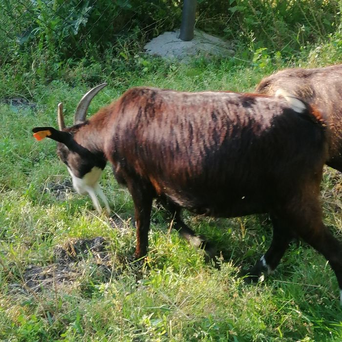 Kózki miniaturki do zabawy dla dzieci, kosiarka do trawy. 7