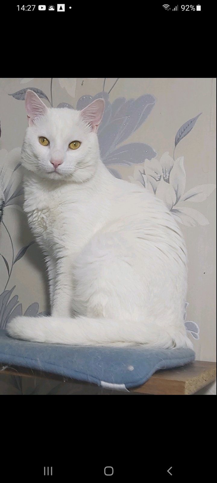 Пропал котик,білого кольору.
