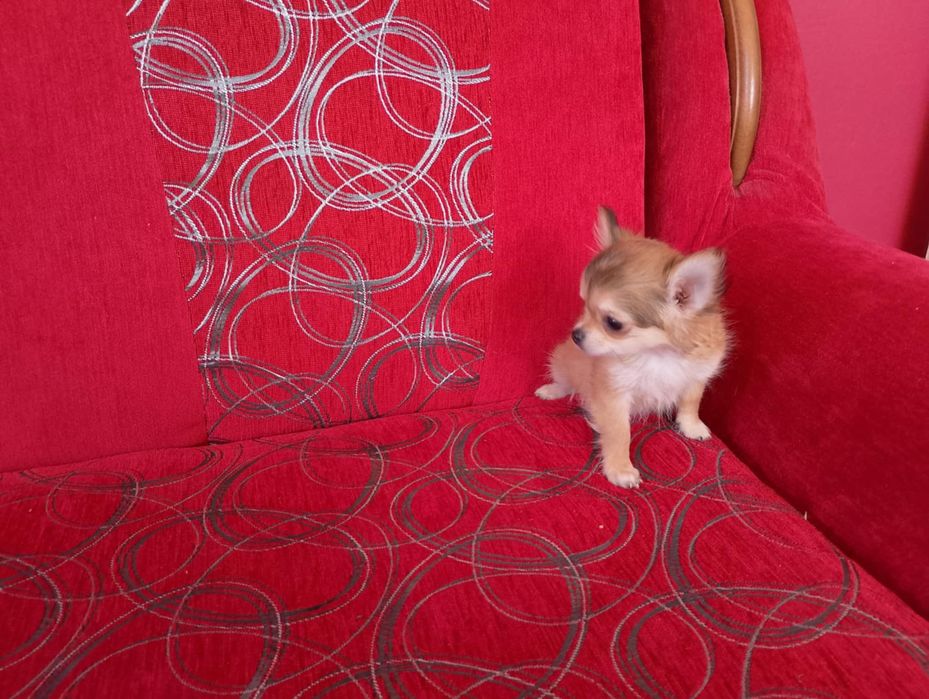 Chihuahua szczeniak suczka
