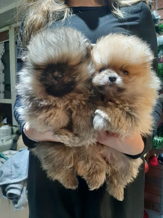 Szpic miniaturowy pomeranian