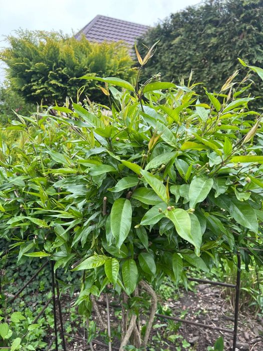 Obwojnik ciemny, pasiflora