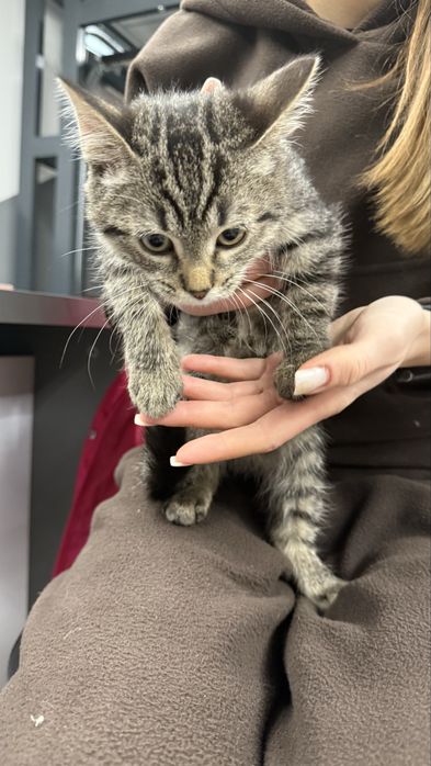 Кошеня шукає родину