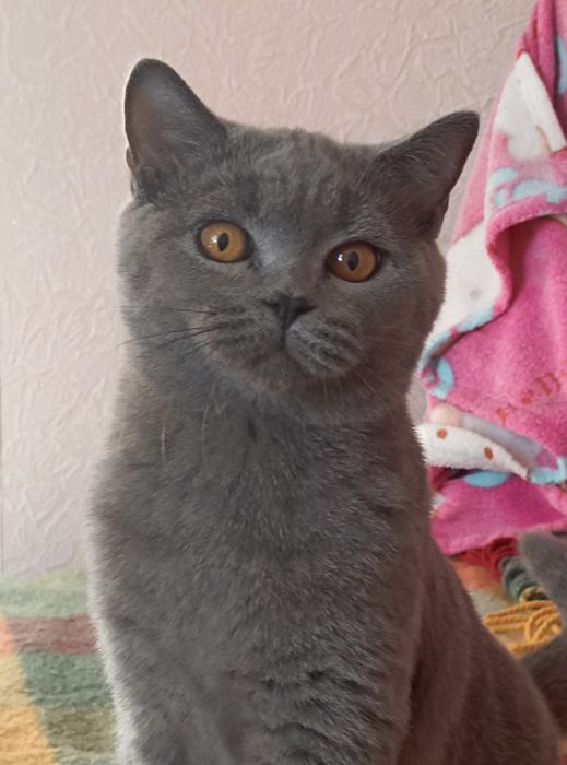 Продам британца. Нежный, ласковый, плюшевый комочек счастья.