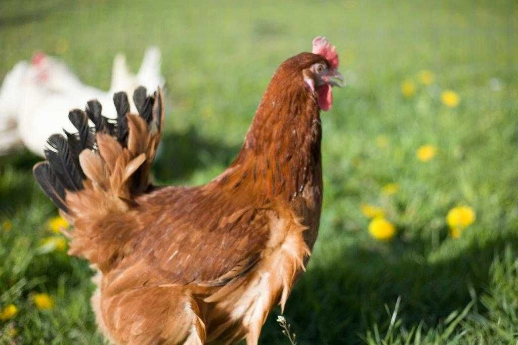 Kurki nioski odchowane Rosa na wybieg