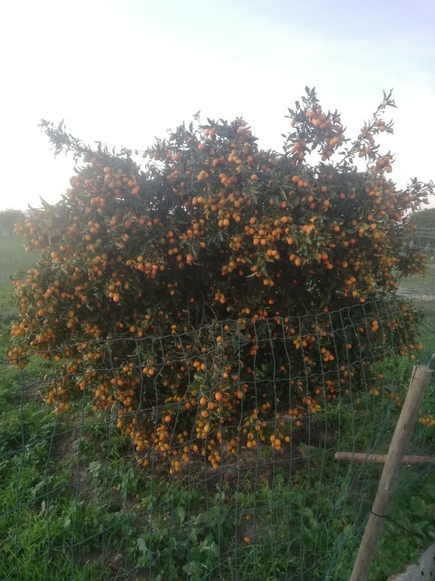 Venda laranjas kumquat